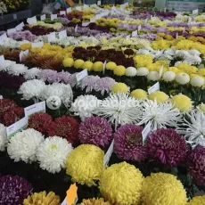 1500