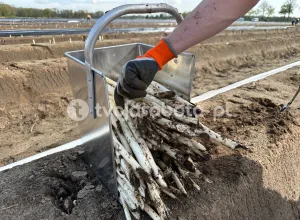 Сбор спаржи в Нидерландах