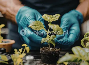 Працівник розплідника рослин у Голландії