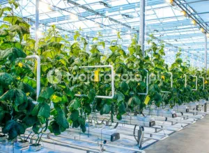 Працівник теплиці з огірками в Нідерландах