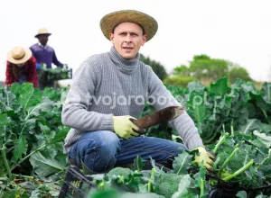 Збір овочів на полі в Нідерландах