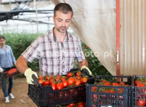 Пакувальник помідорів у Нідерландах