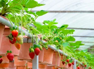 Збір полуниці в теплиці в Нідерландах