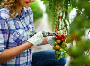 Сбор коктейльных помидоров в Голландии