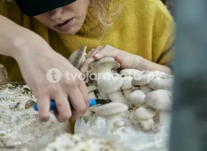 Работник на сборе белых шампиньонов