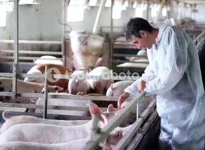 Работник на свиноферму