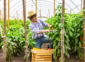 Збір паприки в Нідерландах