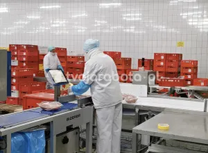  Работа на птицефабрике
