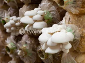 Працівник грибної ферми в Бельгії