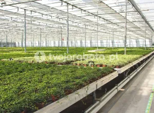 Працівник розплідника рослин у Голландії