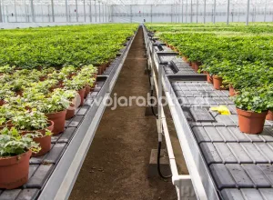 Работник питомника декоративных растений