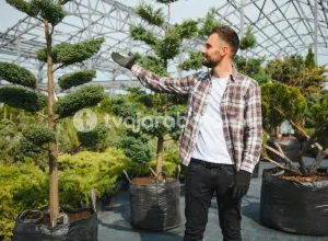 Работник питомника деревьев и ёлок