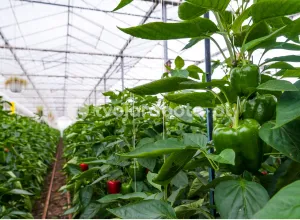 Працівник теплиці з паприкою в Голландії