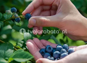 Збір лохини поблизу м. Щецин