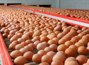 Работник птицефермы: сбор и сортировка куриных яиц