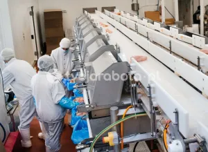 Працівник на переробці курей з посвідченням кат. В