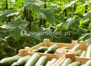 Сбор огурцов в Нидерландах