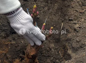 Працівник на висаджуванні півоній в Нідерландах