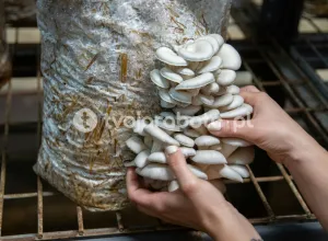 Збирач грибів у Голландії