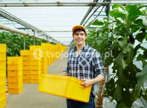 Збір тепличних огірків у Голландії