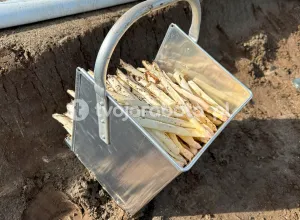 Сбор спаржи в Нидерландах