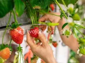 Збір полуниці в Нідерландах