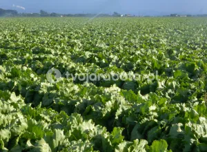 Збирач салату Айсберг