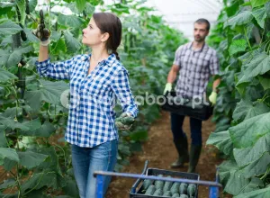 Збір огірків у Голландії
