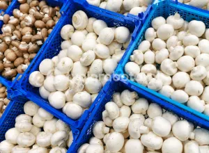 Збір печериць у Нідерландах