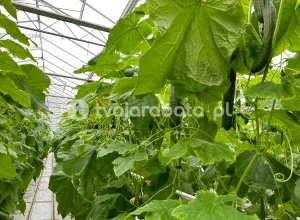 Работник на сбор огурцов