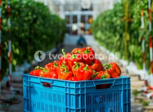 Збір паприки в теплицях у Нідерландах