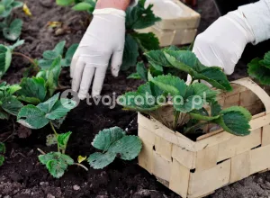 Працівники з вирощування розсади в Нідерландах