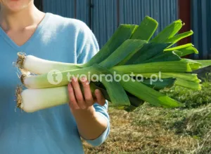 Робота на переробці цибулі-порею в Голландії