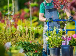 Работник питомника многолетних растений