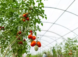 Сбор тепличных помидоров в Голландии