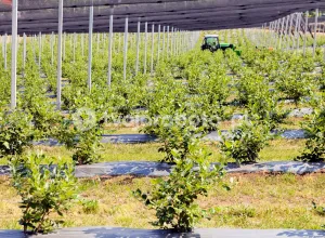 Работник питомника голубики в Голландии