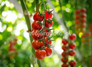 Сбор коктейльных помидоров в Голландии