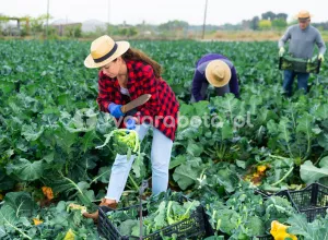 Збирач овочів у Нідерландах