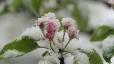 У Польщі - найхолодніший квітень за останню чверть століття