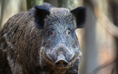 Звідки на вулицях Польщі дикі кабани