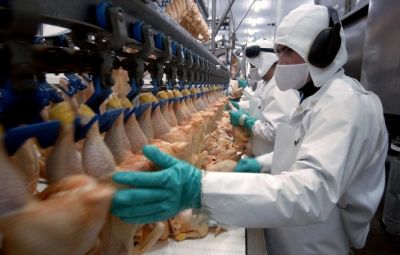 Работа на куриных, рыбных и мясных заводах