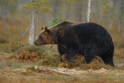 Проблемы медведей в польских Бещадах
