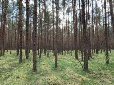 Пожары в Польше: все больше лесов закрыты. Ситуация становится более серьезной.